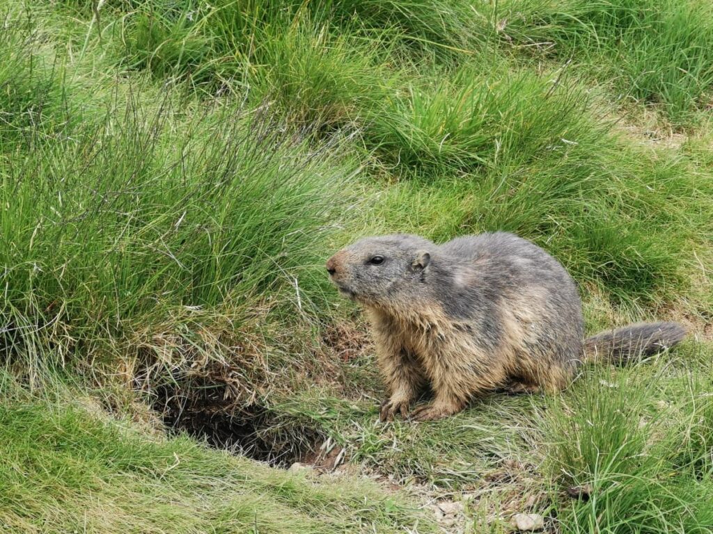 Murmelland Zillertal - besuch die Murmeltiere!